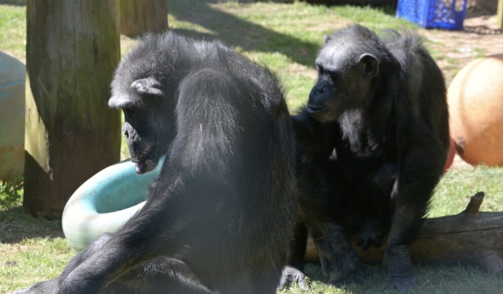 al and wotoni chimps grooming